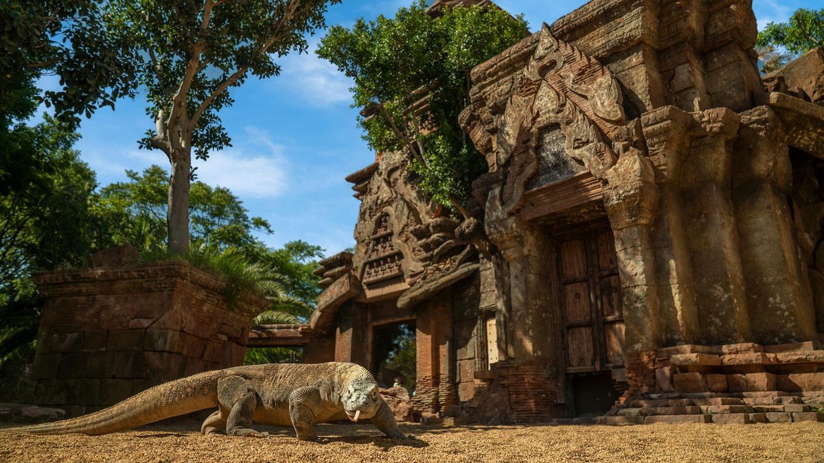 Komodo en BIOPARC Fuengirola