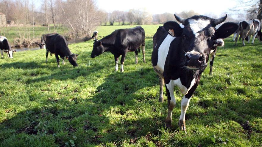 Galicia consolida a sanidade animal como piar básico na gandería e na saúde pública