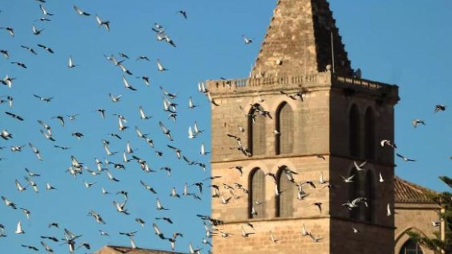 Declarada la emergencia cinegética en Mallorca para reducir las poblaciones de palomas y palomas torcaces