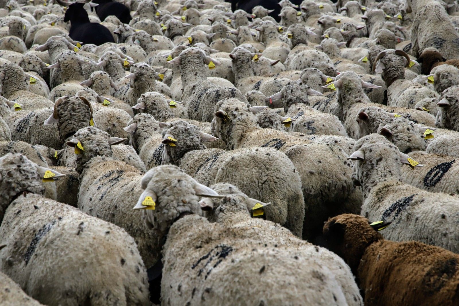 Cientos de ovejas de la ganadería Las Albaidas cruzan Córdoba