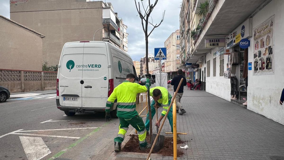 El ayuntamiento de Burriana planta 47 nuevos árboles en las rondas Panderola y Pere IV dentro de su plan de renaturalización urbana.