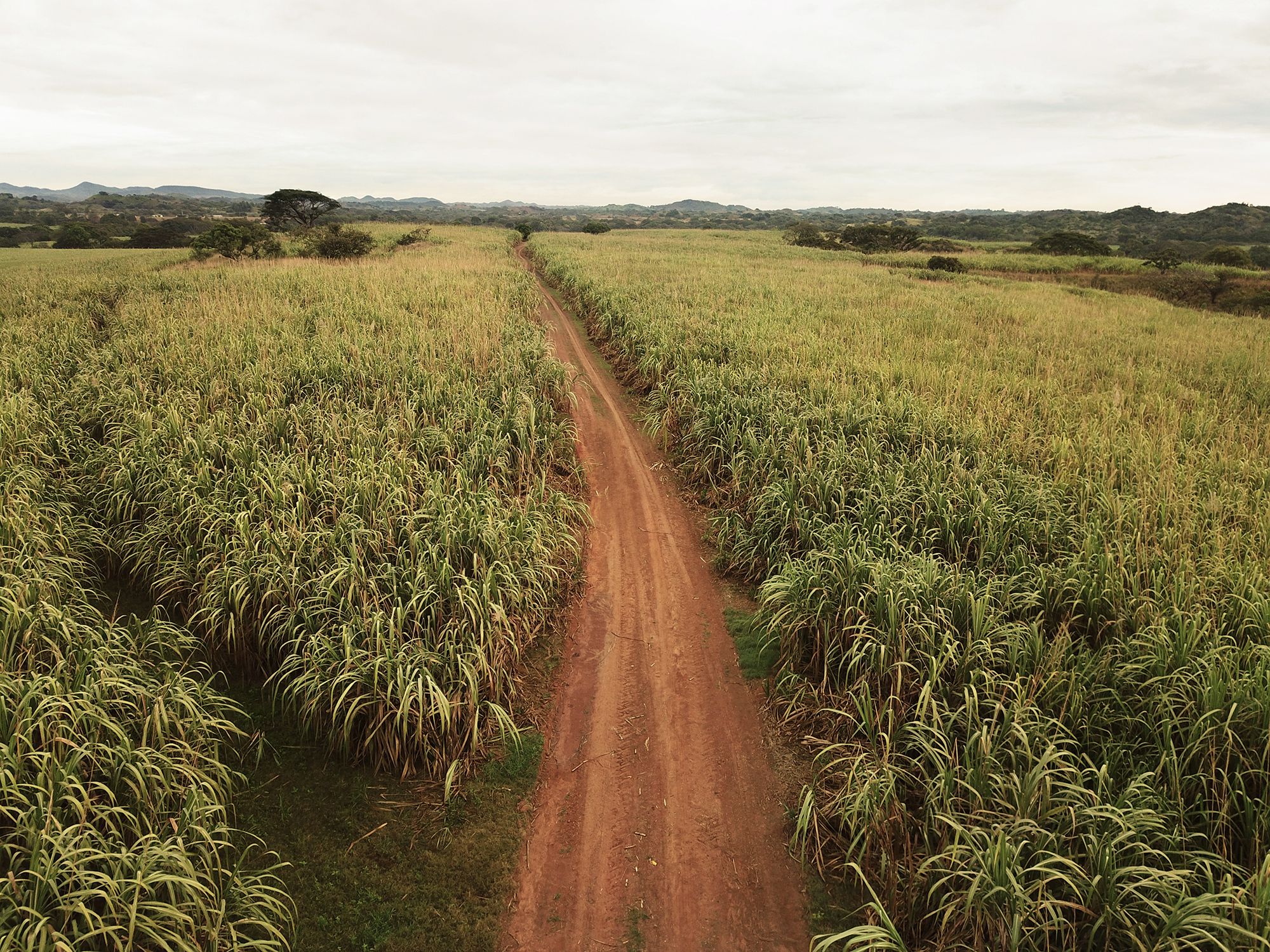 La Hacienda San Isidro cuenta con dos mil hectáreas de plantación de caña de azúcar.