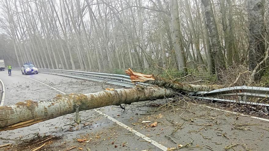 Intervención urgente de los bomberos tras quedar un chopo colgando sobre la carretera de Morales de Rey