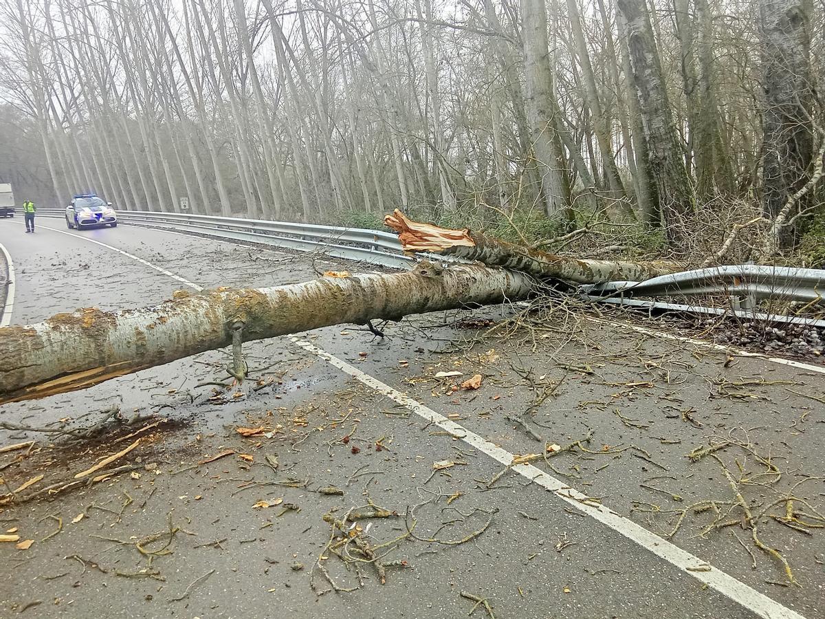 El tronco del árbol sobre la carretera, tras la intervención de los bomberos.