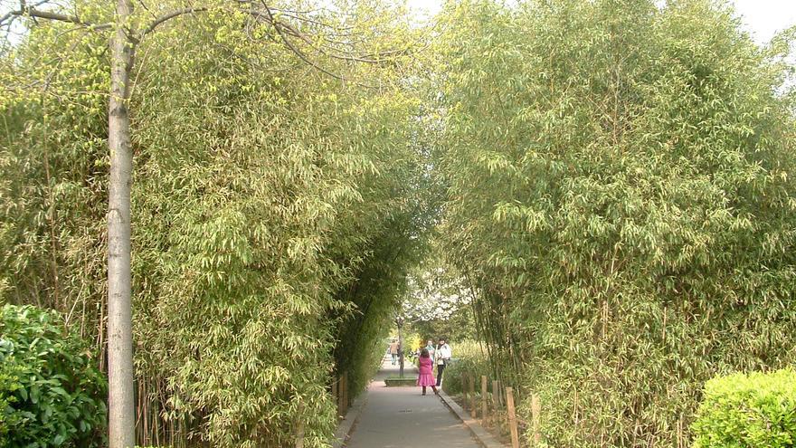 La misteriosa planta que solo florece una vez cada 120 años está a punto de hacerlo y esto es lo que ocurrirá