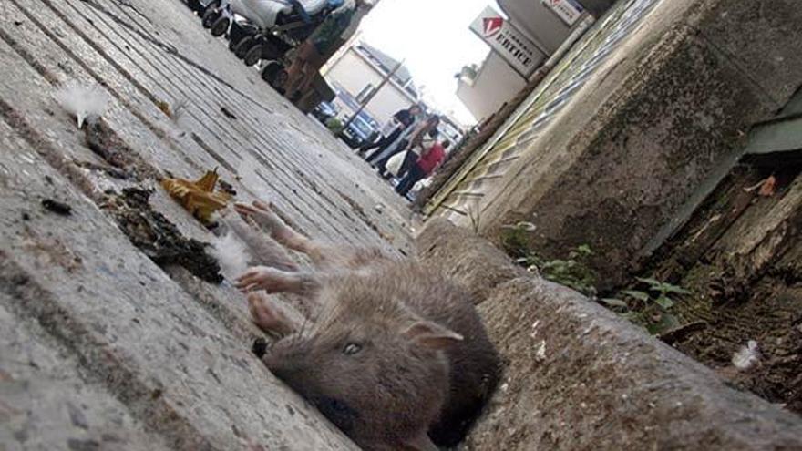 A menudo aparecen ratas y palomas muertas en la calle.  // J.L.Oubiña