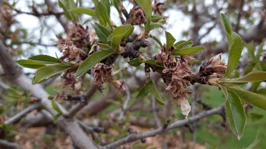 Un almendro afectado por las heladas de abril.