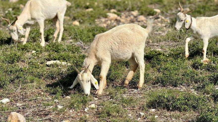 Un corral para ganado antiincendios, entre las propuestas de las cuentas participativas de Benicarló: Consúltalas todas
