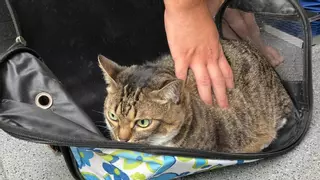 Rescatan a un gato atrapado en un incendio en Las Palmas de Gran Canaria