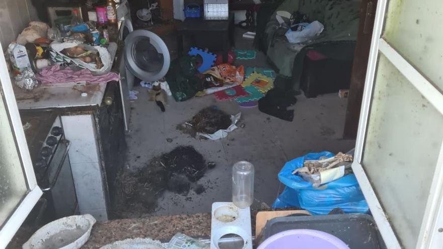 Dos perros muertos hallados en el interior de la cocina del criadero. |   // LA OPINIÓN