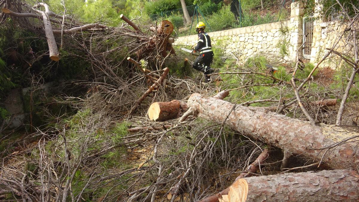 Un árbol caído obliga a cortar el acceso a la Cuesta de Sant Antoni de Xàbia