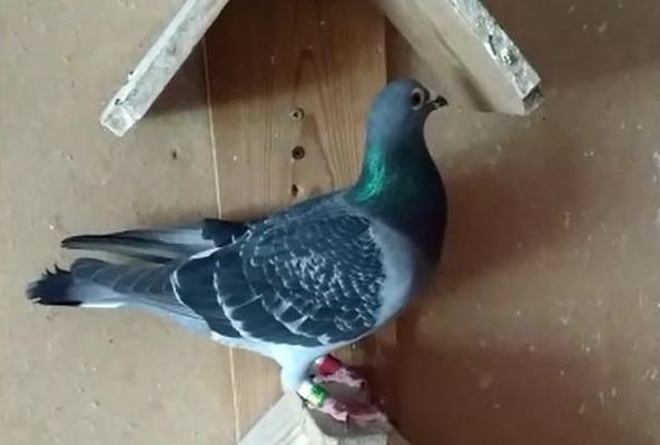 Una de las palomas mensajeras encontrada en Vigo.