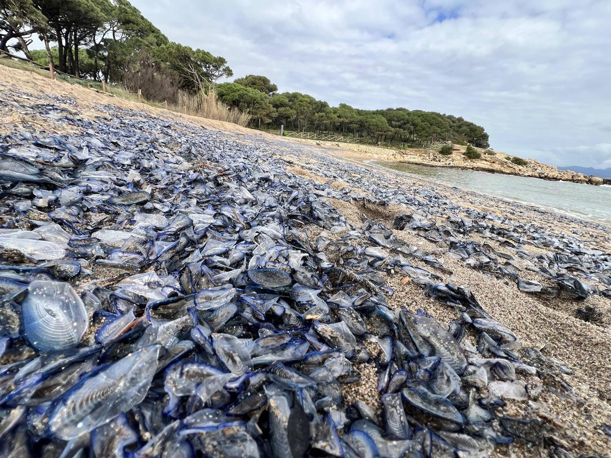 Les platges de L’Escala es lleven amb centenars de Velelles a la deriva després del «temporal de les faves».
