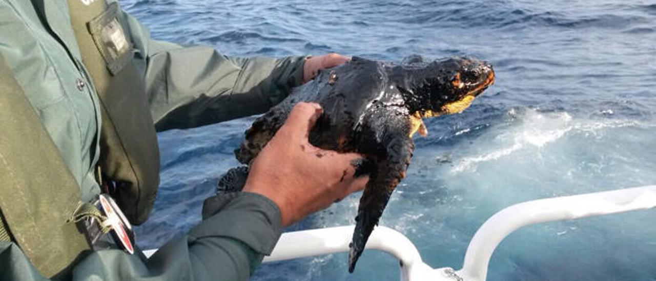 La tortuga boba al ser recogida por la Guardia Civil en la zona afectada por la mancha de fuel.