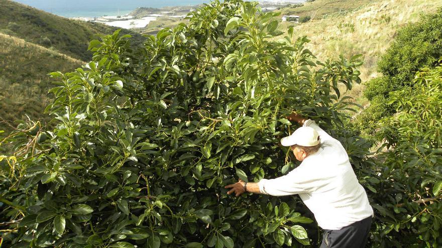 Un agricultor en una finca de aguacates de la Axarquía.