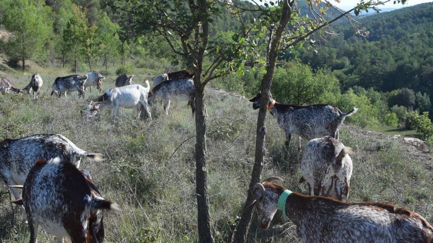 La pastura als boscos revifa com a mètode de prevenció d’incendis