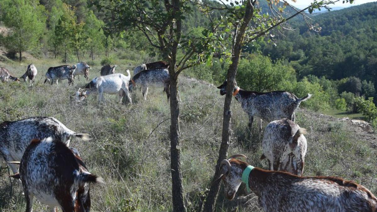 Un ramat de cabres pasturant a Sant Mateu de Bages | ARNAU VALVERDE