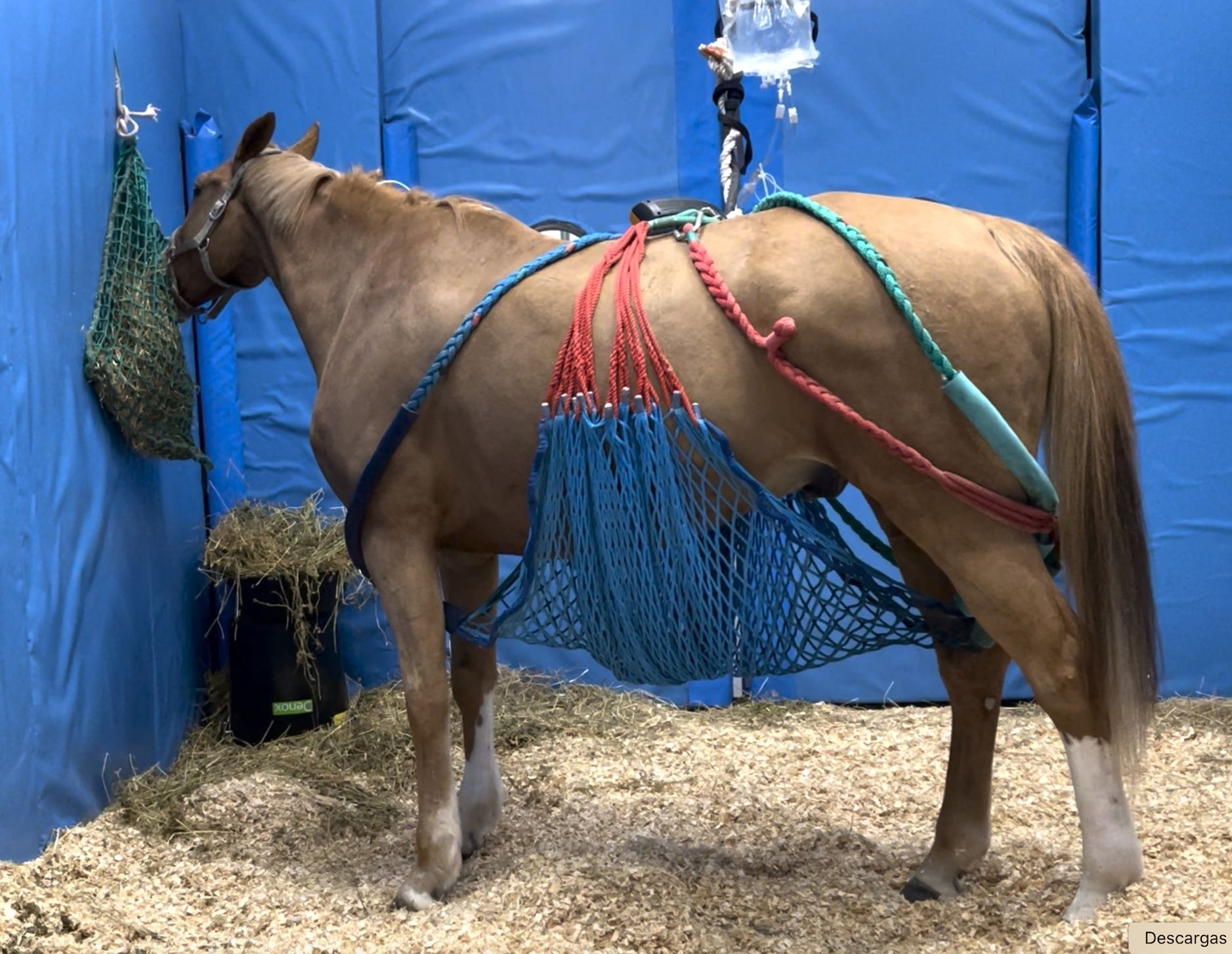 Los caballos afectados por herpesvirus equino tratados en el hospital del la CEU UCH