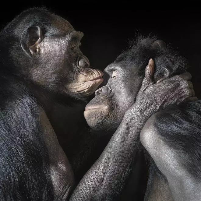 La exposición "Emociones en peligro", de Tim Flach, llega a Vigo