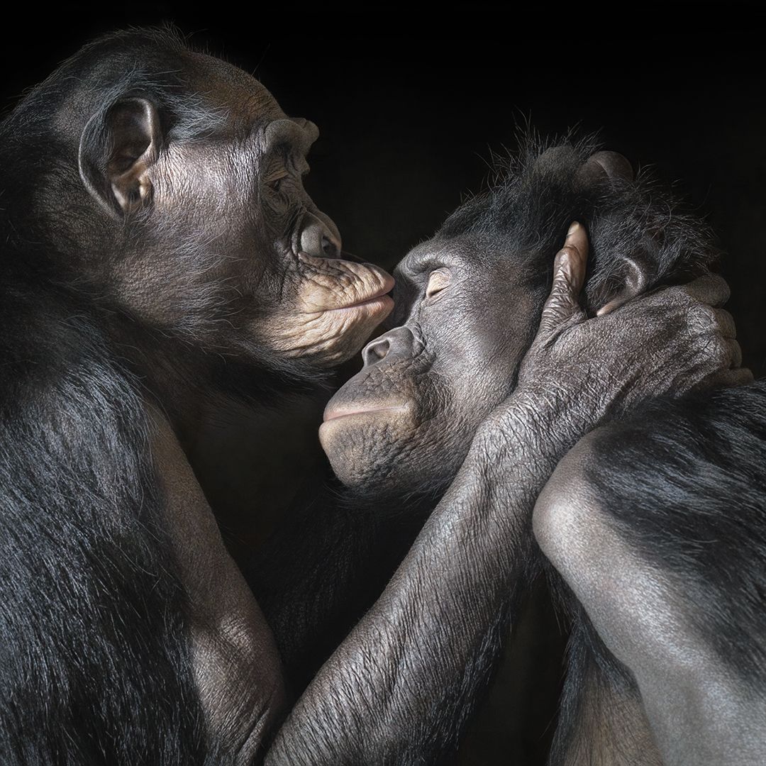Fotografía de dos bonobos besándose que integra la exposición "Emociones en peligro".