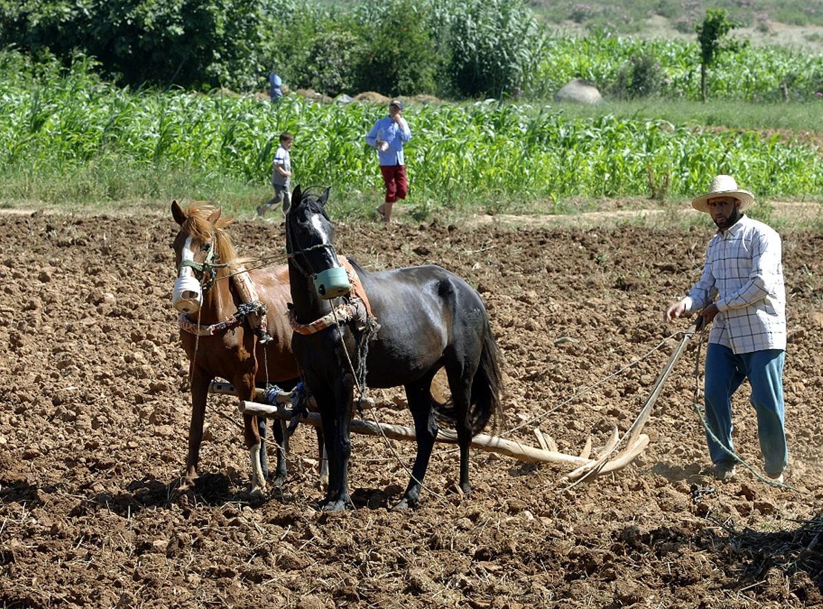 Agricultores en la provincia de Chezchauen (Marruecos).
