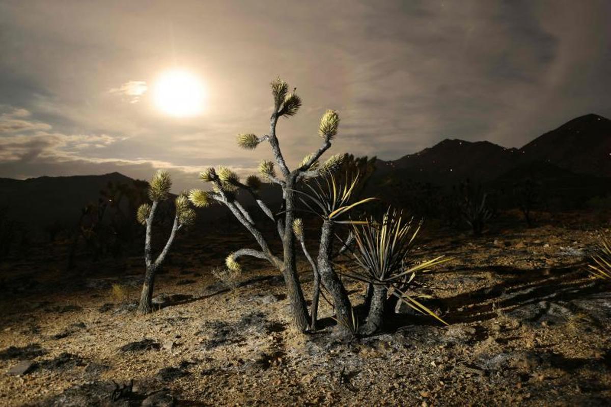 Arde la Reserva Nacional de Mojave entre California a Nevada