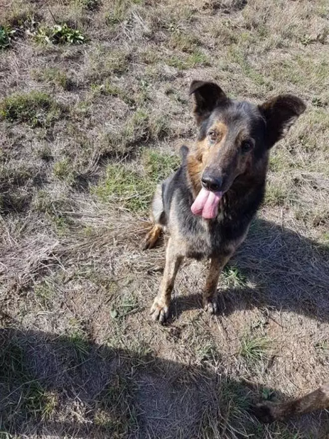 9 perros de Peludos sen fogar necesitan tu ayuda