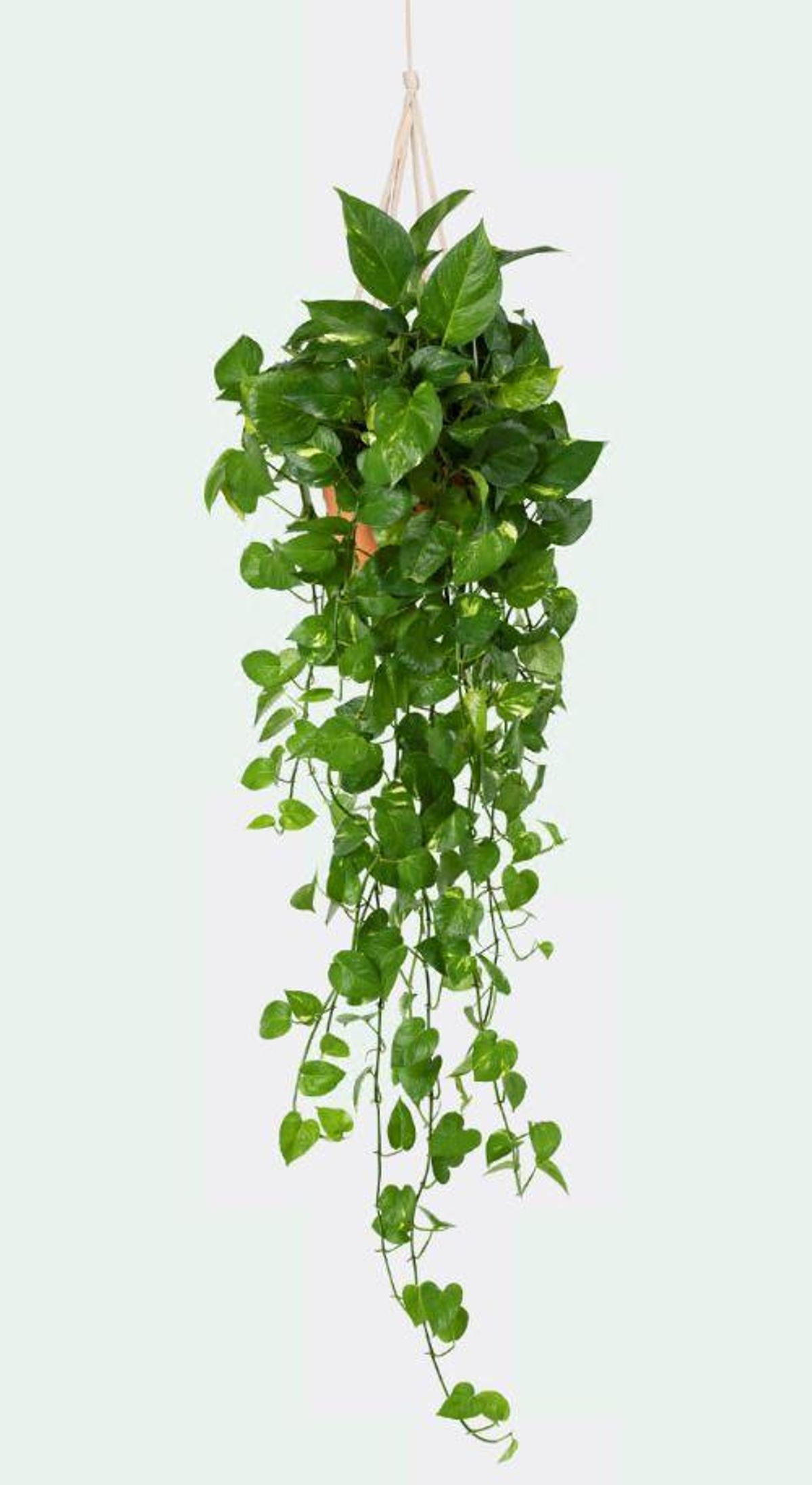 PLANTAS DE INTERIOR | 5 plantas para sua casa que precisam de pouca luz: filodendro