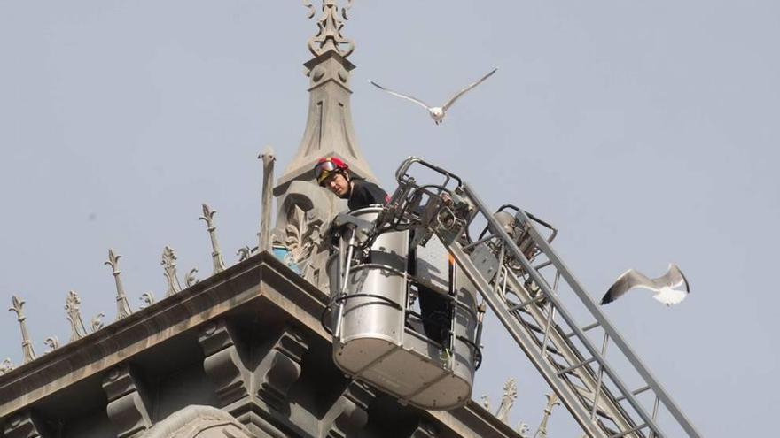 Un técnico en una cesta supervisando un nido en la fachada del Palacio Consistorial.