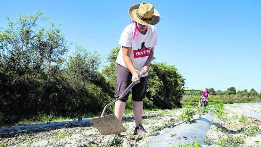 Alumna de prácticas del Hort de Pastenaga, trabajando sobre una plantación de sandías | PERALES IBORRA