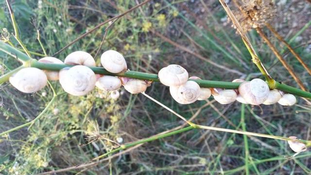 Cuinat de caragolins.