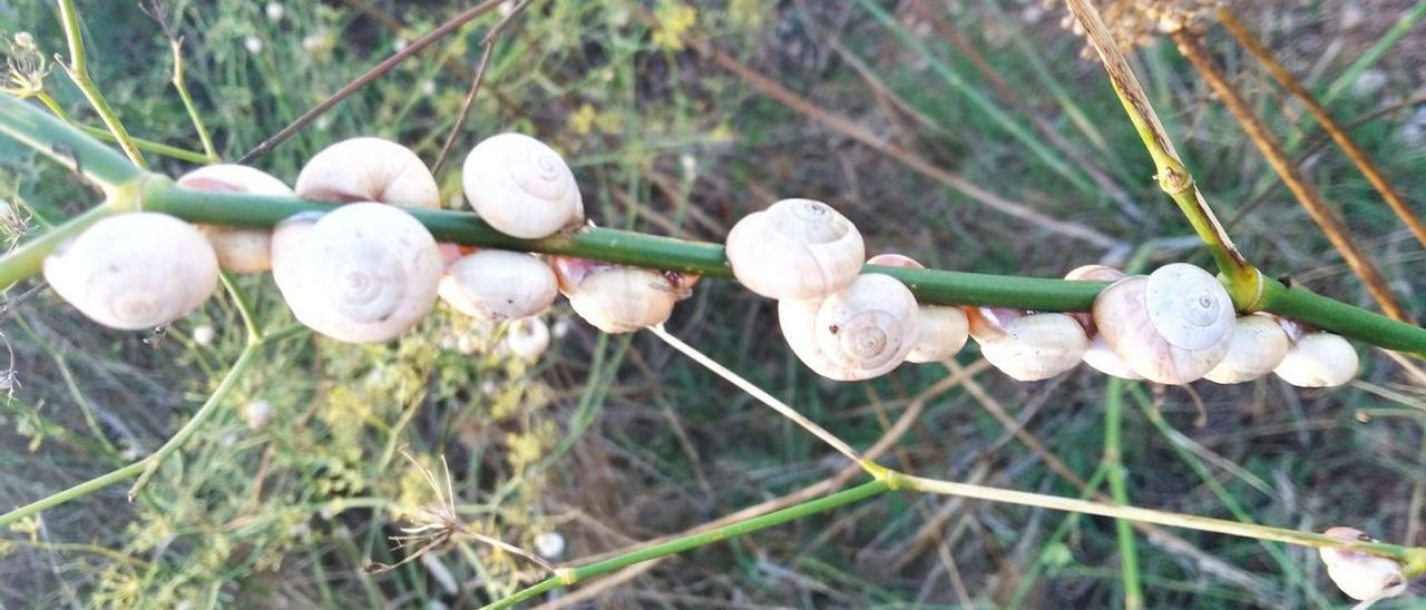 Cuinat de caragolins.