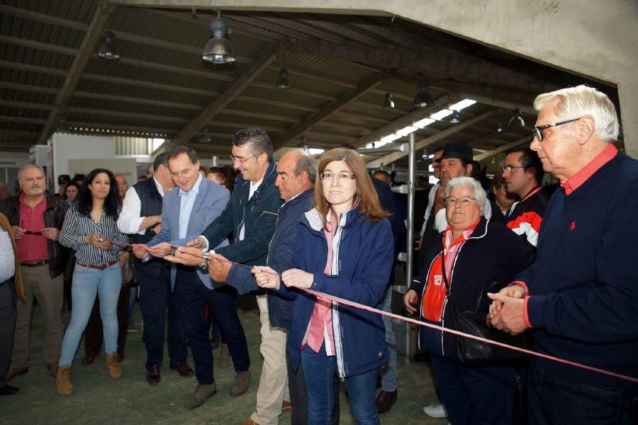 Feria del burro en San Vitero y romería