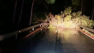 La caída de un árbol obliga a cortar la carretera de Sant Josep a Cala Vedella durante el temporal