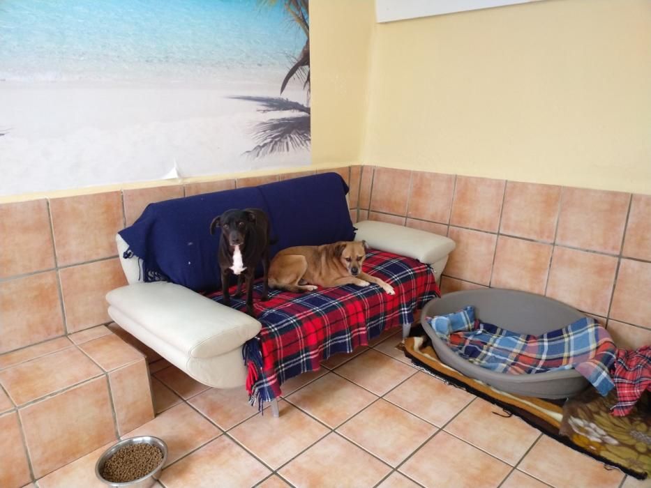 Hunde Katzen Mallorca Andratx