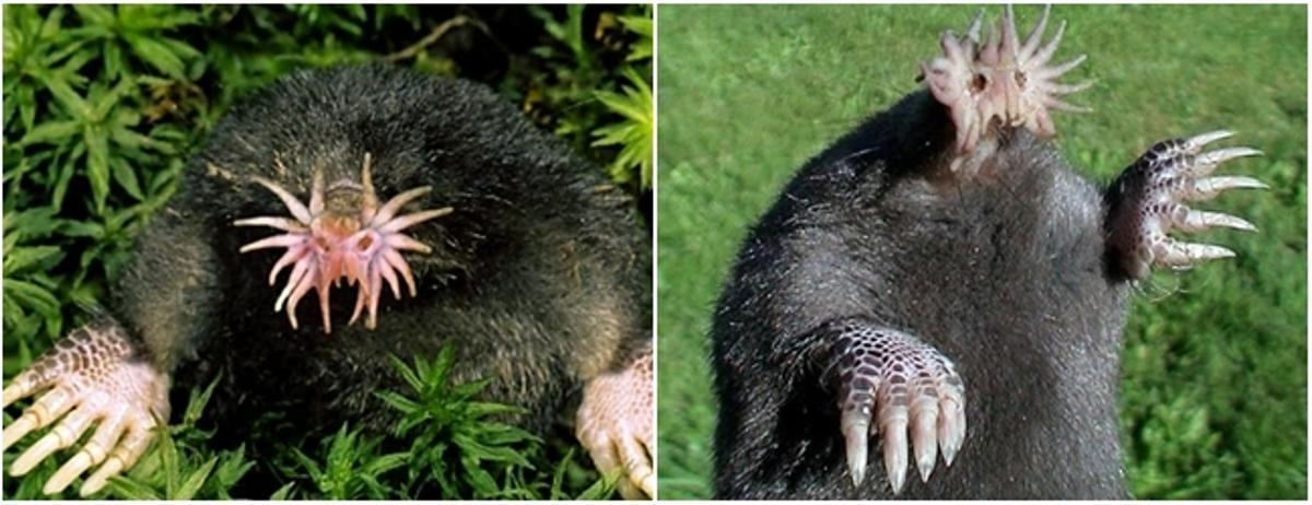 Los 10 animales más raros del mundo