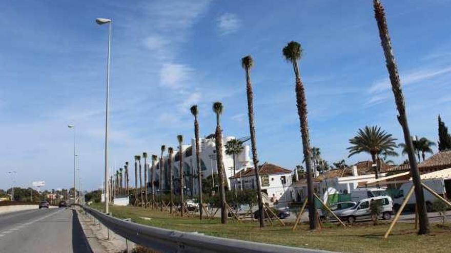 Algunos de los árboles plantados en la autovía.