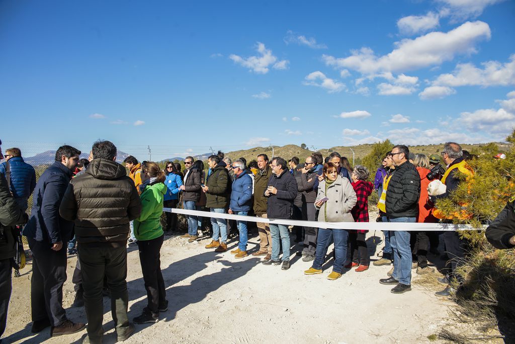 Las imágenes de la llegada de tres ejemplares de lince ibérico a las montañas de Lorca