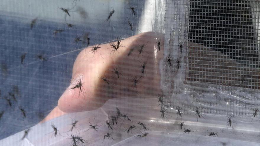 València combate el mosquito tigre &#039;puerta a puerta&#039; y busca esterilizarlo junto a la UV