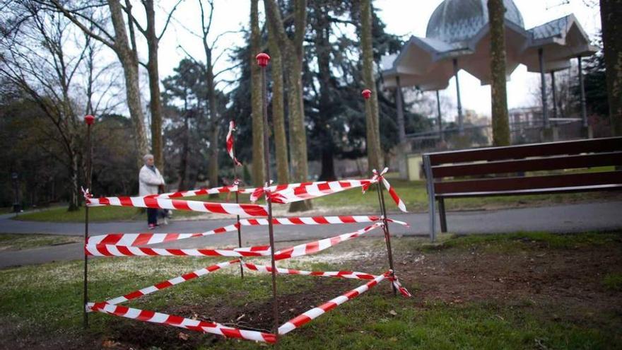 El viento tumba un álamo de 17 metros en el parque de Ferrera