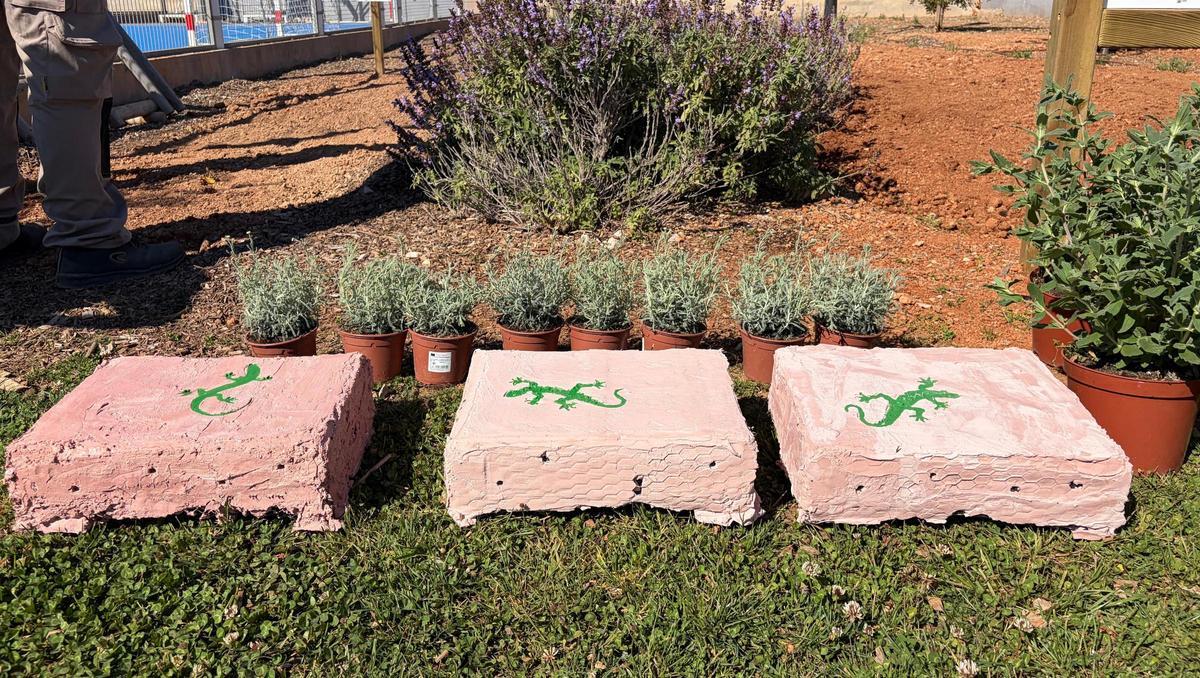 Proyecto municipal para la protección de la lagartija ibicenca.