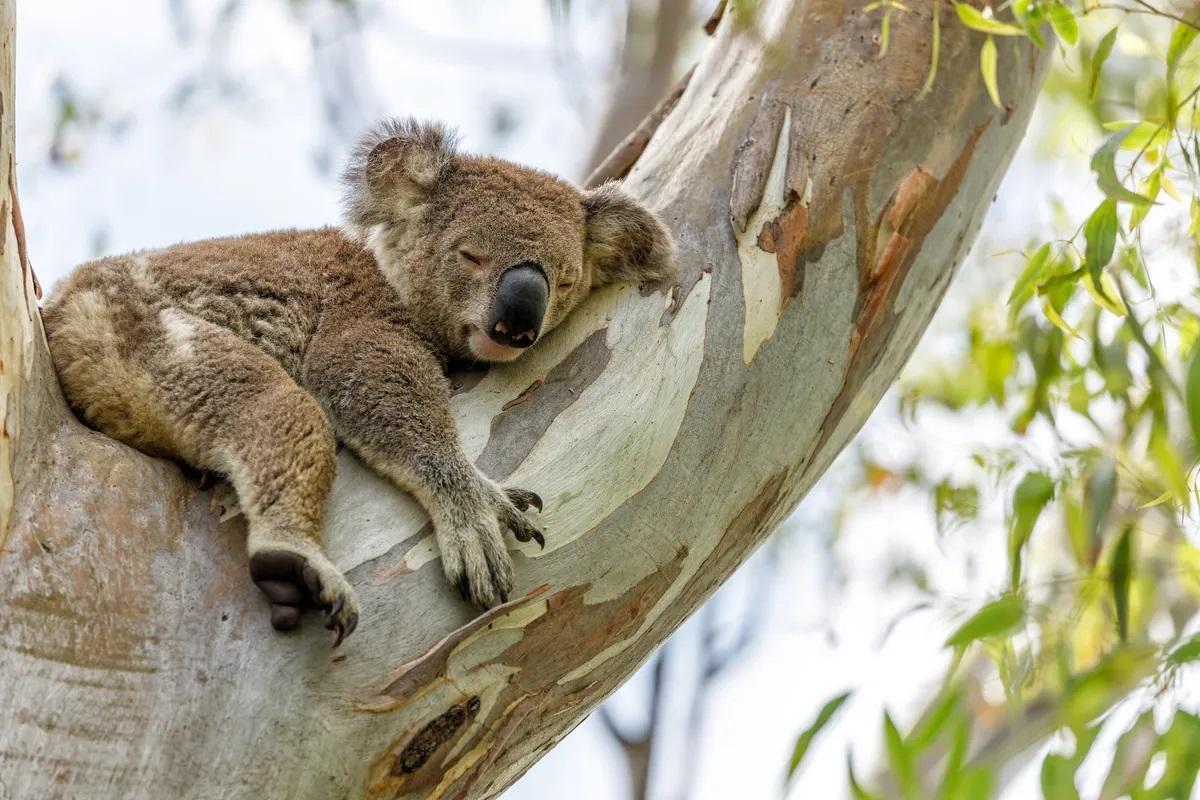Un koala descansando sobre un eucalipto