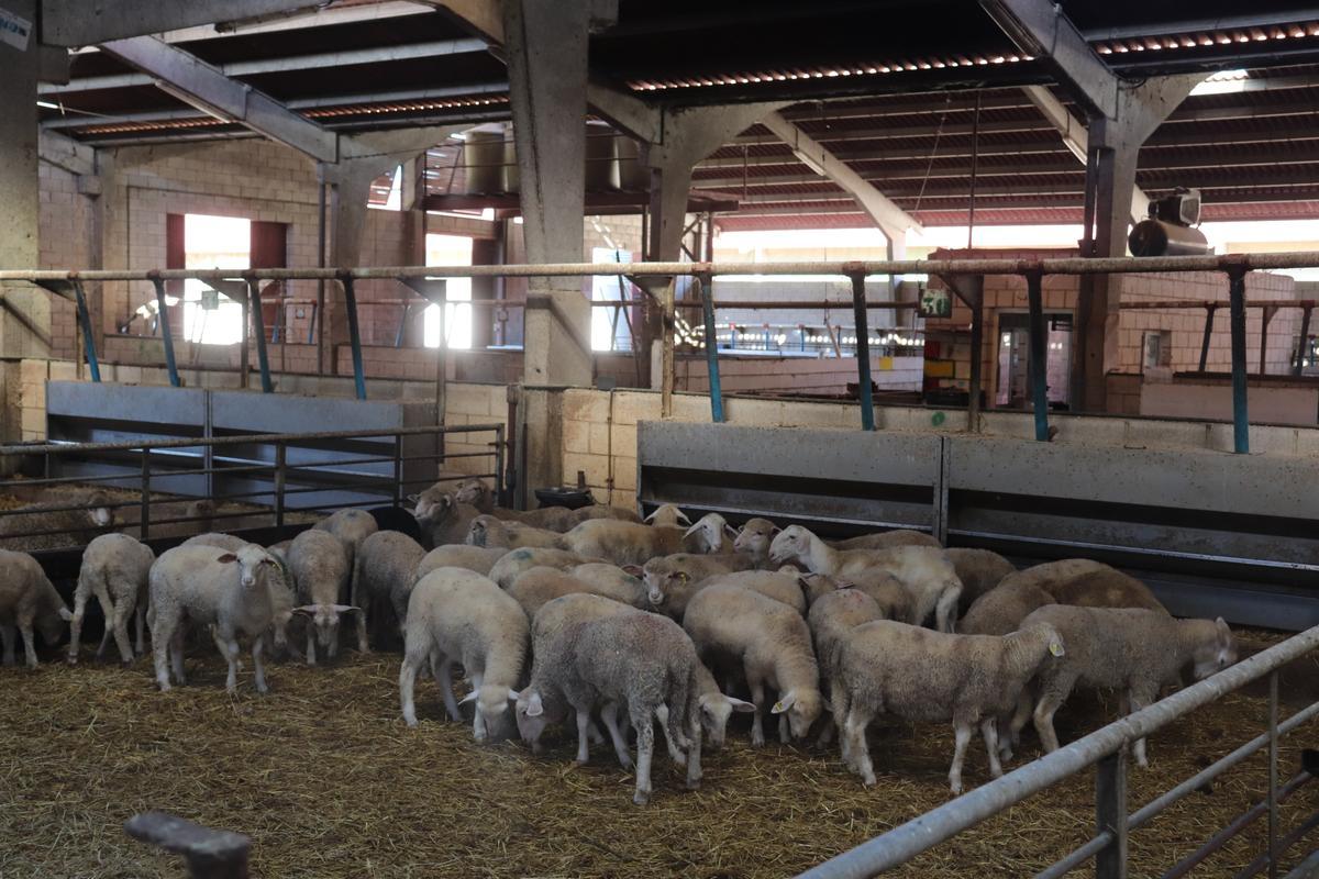 Cebaderos de ovino de Copreca.
