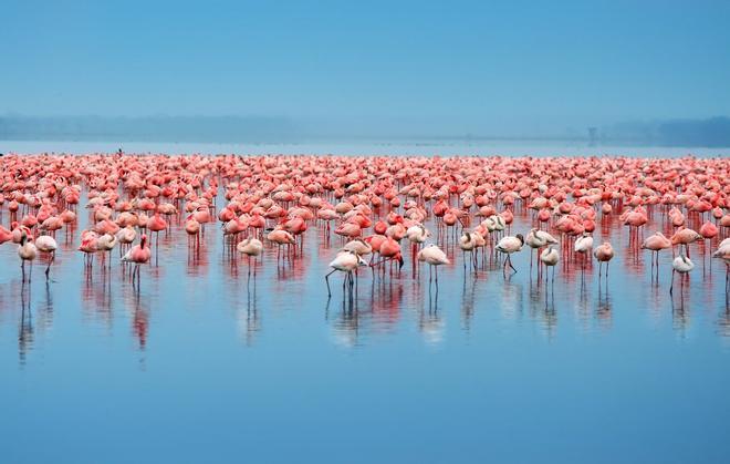 Parque Nacional del Lago Nakuru, Kenia