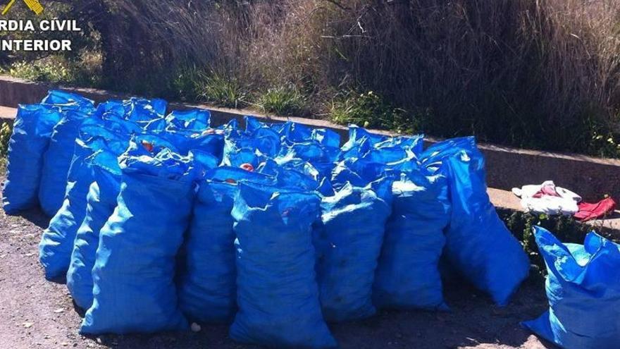 La Guardia Civil sorprende a los ladrones de 350 kilos de naranjas en Burriana