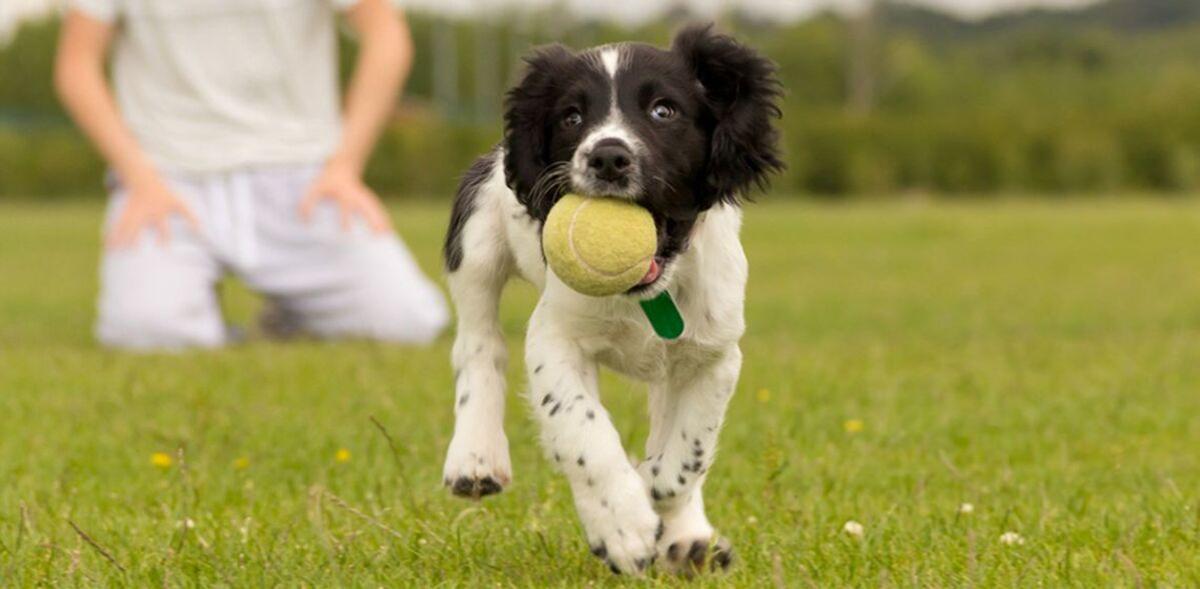 Un perro con una pelota de tenis en la boca