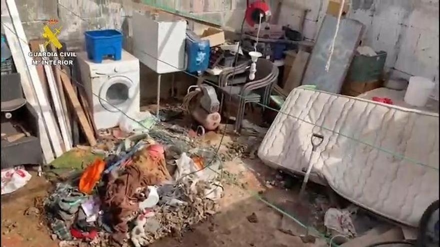 Dos presas canarios atacan a una vecina y matan a su mascota en Arrecife