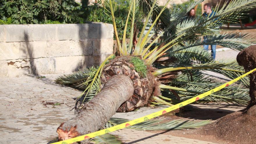 Cort evaluará el estado de los árboles tras el accidente en Dalt Murada