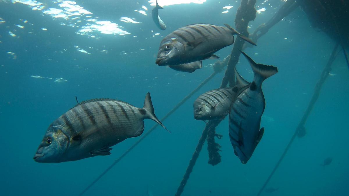 Imagen de los peces estudiados