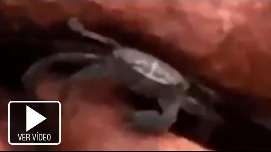 El Video De Un Cangrejo Amenazando De Muerte A La Camara Vuelve Loco Twitter La Opinion De Murcia